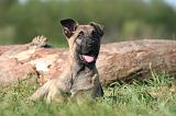 MALINOIS 982